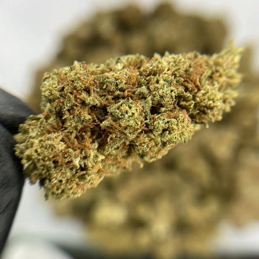 AK-47 Temple du cbd