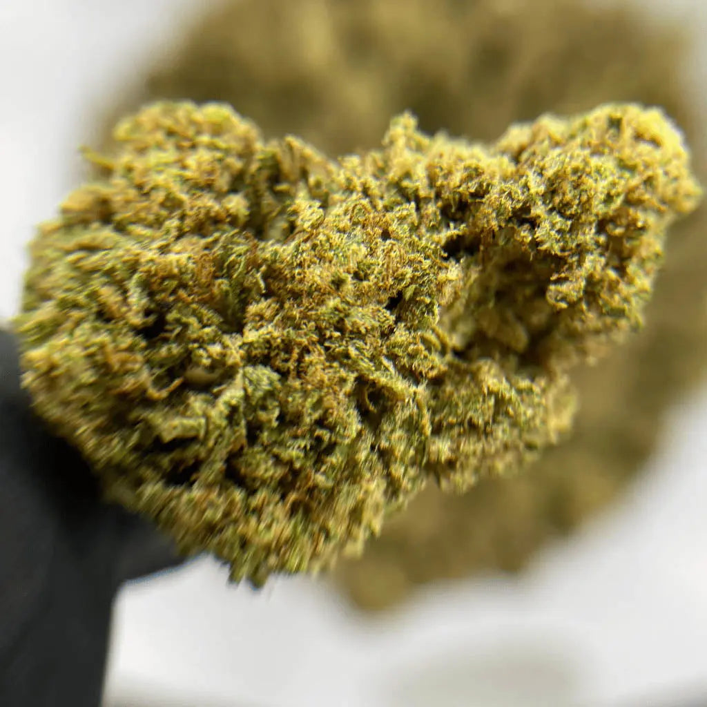 Critical Temple du cbd