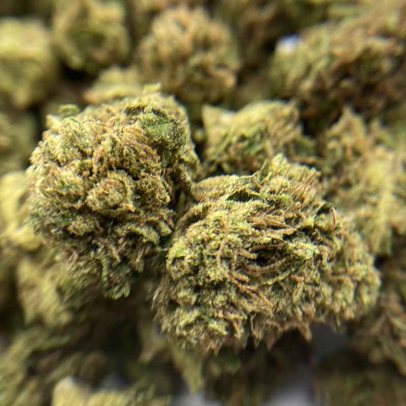 Blueberry Small Bud Temple du cbd